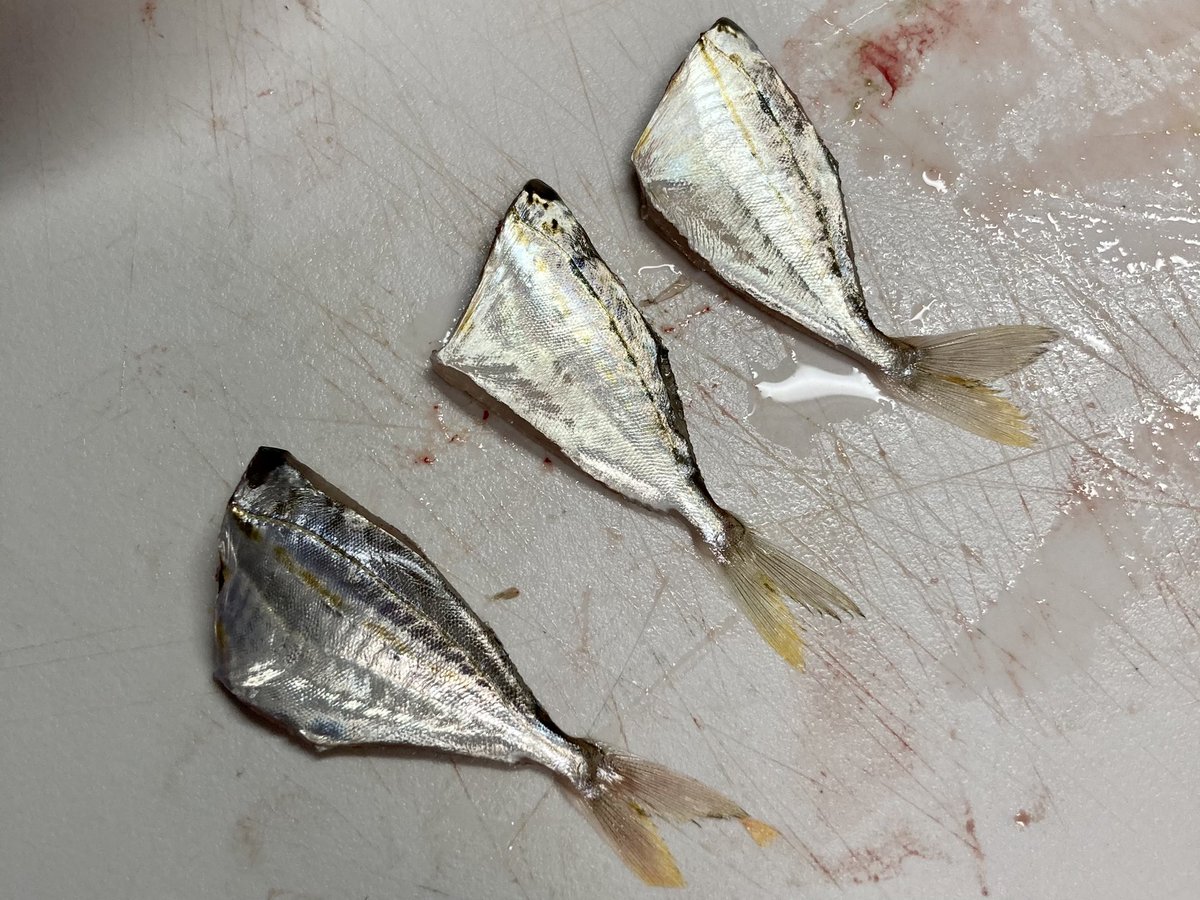 クレア オルカ ヴァラ鯖 A Twitter 旦那氏が子供と釣りに行った結果 なんかよくわからない小魚3匹活きたまま持って帰ってきやがったのでどうしたものか Www とりあえず〆て頭とヒレ落として 唐揚げかなぁ