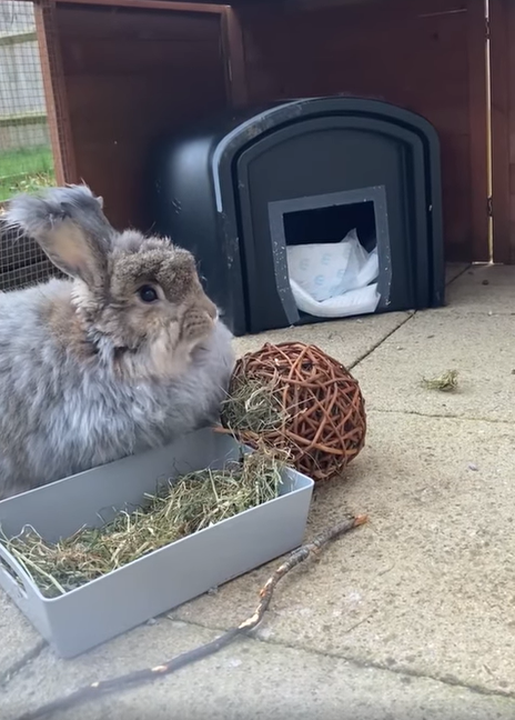 HelpAnimals25's tweet photo. #Betterlives for Rabbits and Rodents
Rodney currently resides at Homes for Hoppers and is looking for experienced owners to give him his forever home. https://t.co/P4s6Xacn8U
You can find them on the #onevoiceforanimalsuk database https://t.co/YkyfLrNz1h under #Buckinghamshire https://t.co/95A5PIQhaR