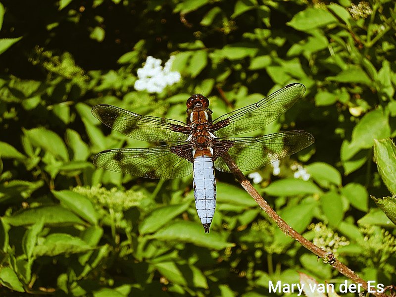 Mary van der Es tweet media