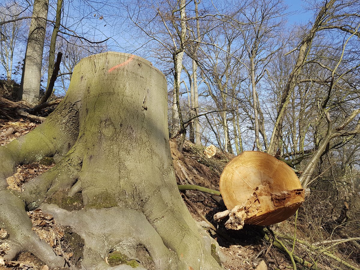 Fralo58's tweet photo. Die #Holzmetzger waren wieder im #naturschutzgebiet #rohmbachtal unterwegs und haben viele Buchen gefällt. #mülheimanderruhr #ruhrgebiet #naturschutz #wald #stangenwald #buche https://t.co/PFw5VBwcno