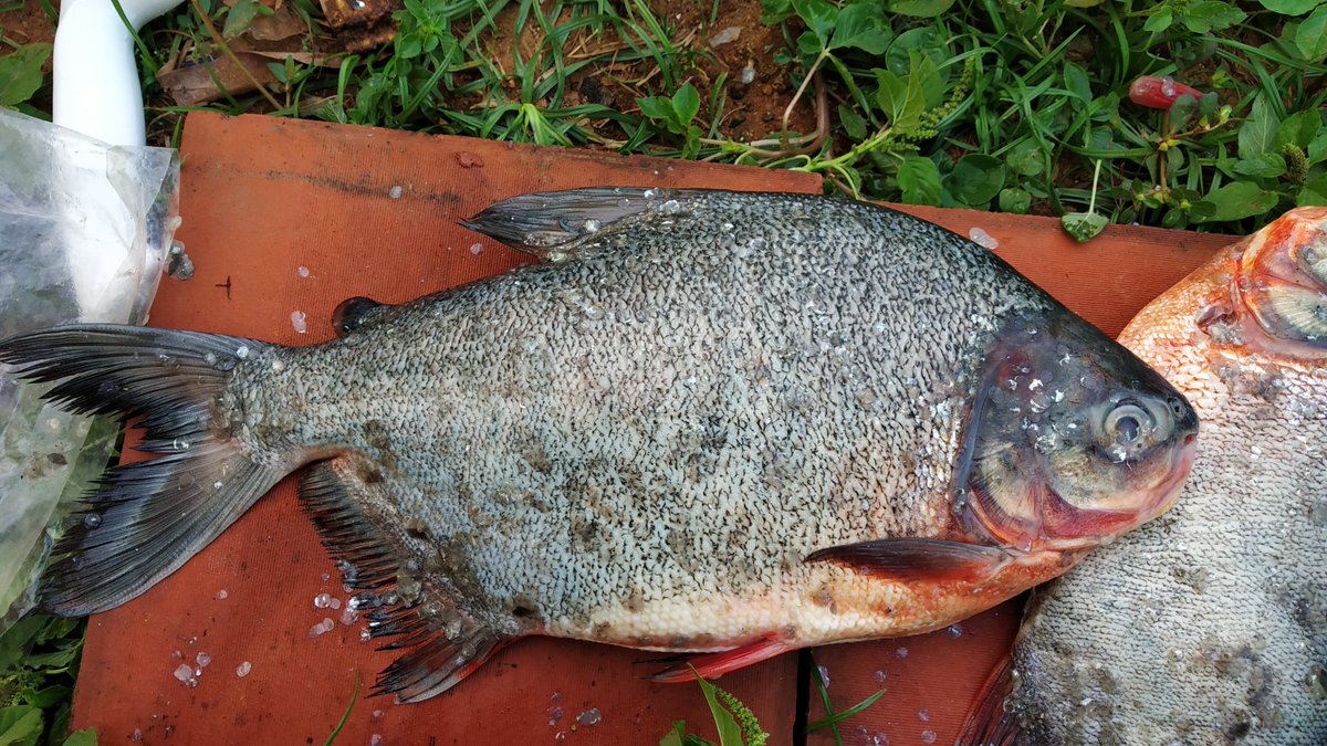 Maruthi_Fishiee's tweet photo. 🦷🐟🦷 https://t.co/TQCVGEy3xd