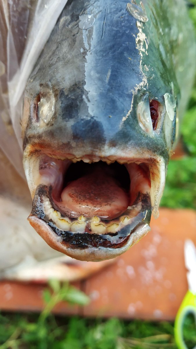 Maruthi_Fishiee's tweet photo. 🦷🐟🦷 https://t.co/TQCVGEy3xd