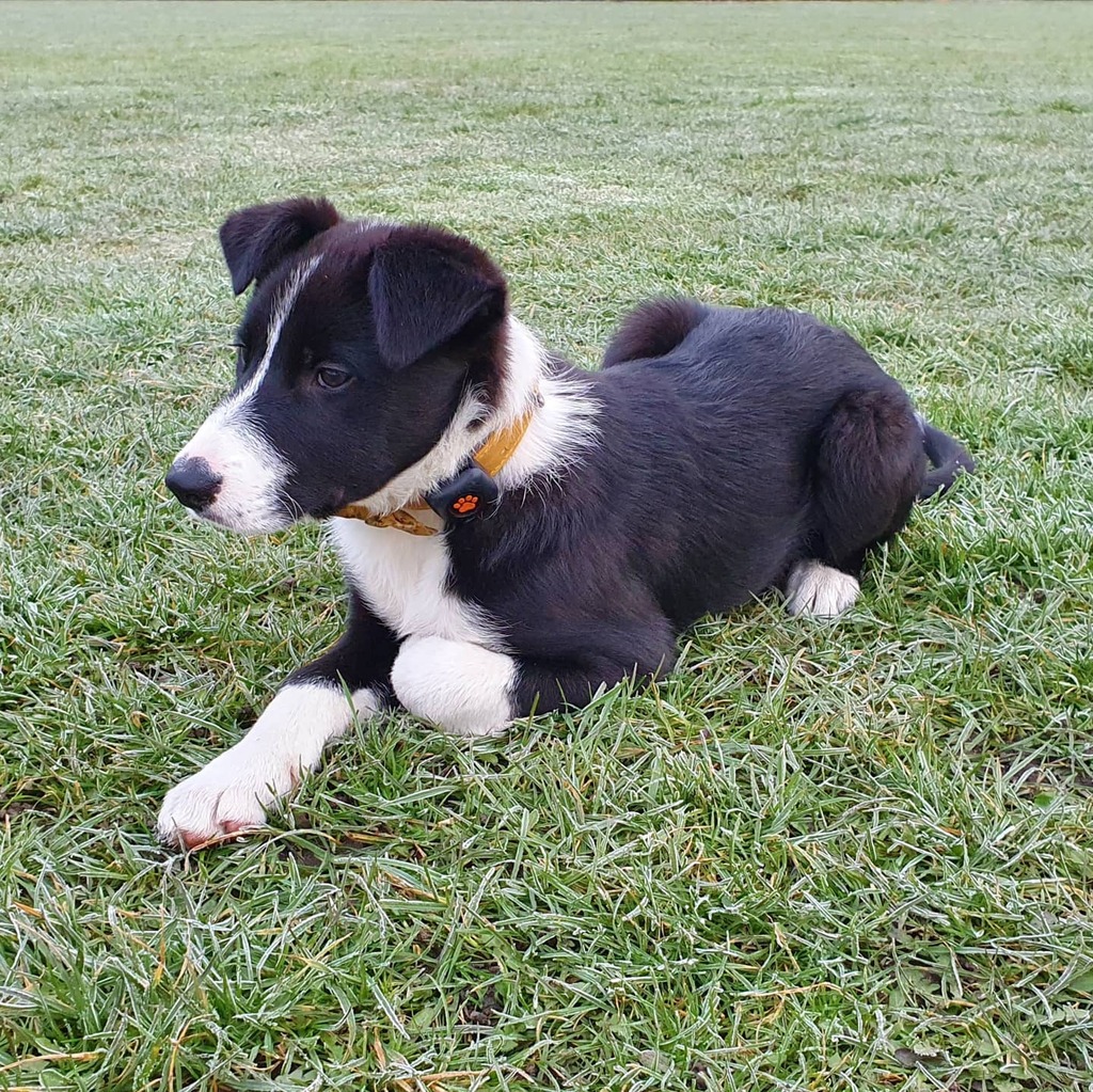 LifeAsACollie's tweet photo. Waiting to pounce #BorderCollie #MurphyandMax #MaxthePuppy #MaxAdventures https://t.co/YQPYA8qVIb