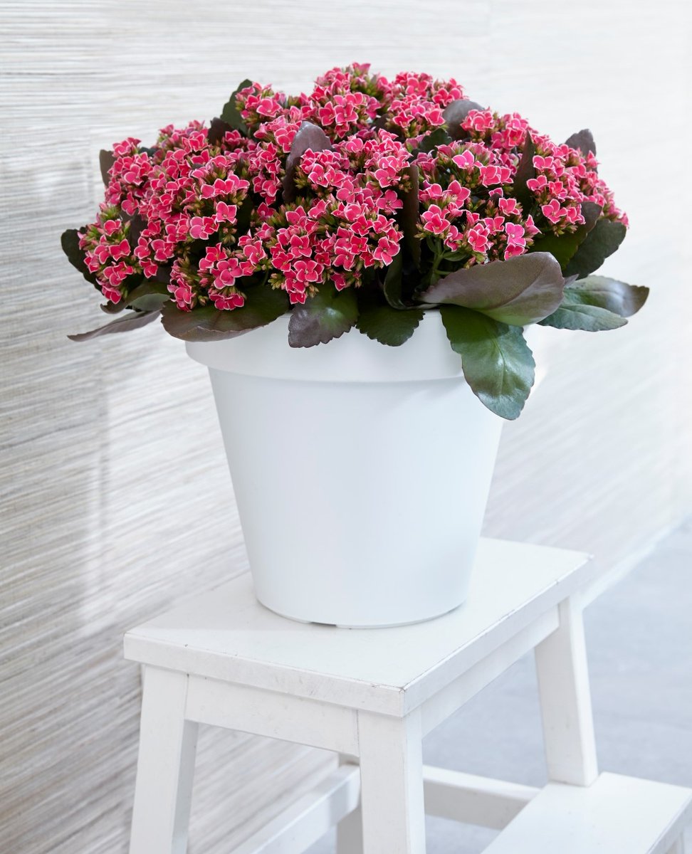 Vandaag is roze! 💗
#AlwaysKalanchoe #Kalanchoe #woestijnroos #AltijdKleurrijk #altijdMakkelijk #alwayscolourful #easycare #AltijdGezellig #vetplant #vetplantmetbloemen #potbloeier
