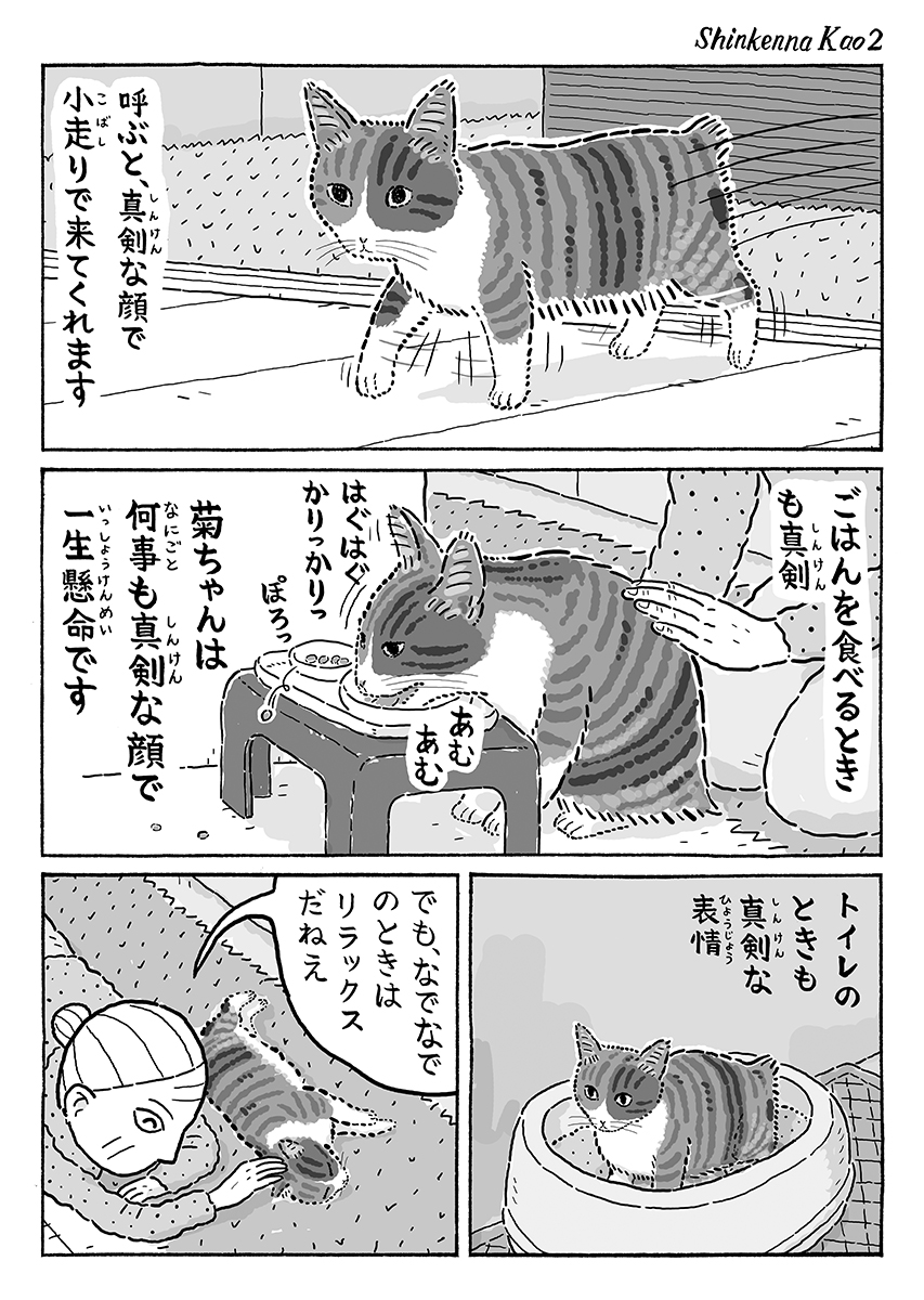 2ページ猫漫画「いつも真剣」 #猫の菊ちゃん 