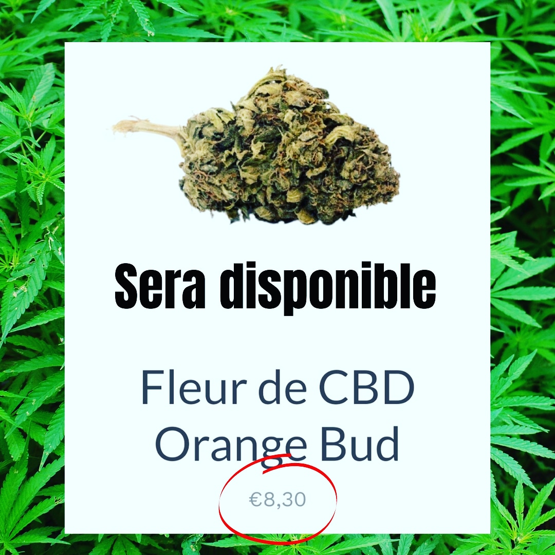 lazoneducbd's tweet image. L'orange bud sera dispo sur notre site. 😉 Ouverture prochaine avec de grosse promo à ne pas rater.

#CBD #cbdflowers #cbdshop #cbdshopfrance #CannabisCommunity #cannabisLegal #cannabis
