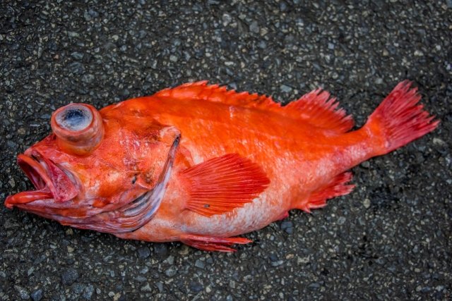 これ読める 赤魚鯛 赤い魚の鯛でなんと読む 読めたらすごい魚漢字クイズ Sotokoto Online ソトコトオンライン 未来をつくるsdgsマガジン