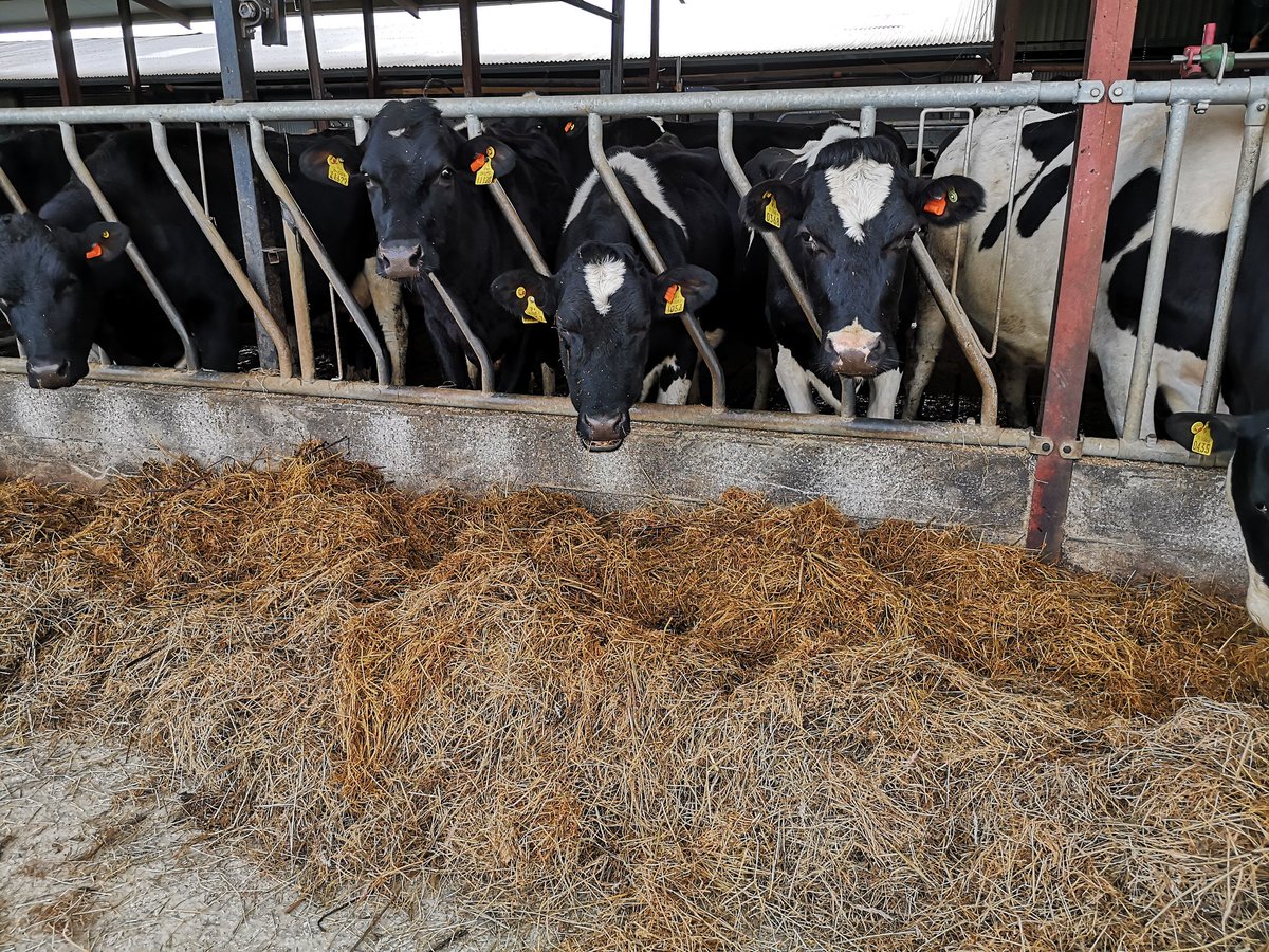 CowManagerIRL's tweet image. Another installation completed yesterday on the farm of @Timmieoleary. This was yet another case of out with the old and in with the new. @CowManager moves with the times with #AutomaticUpdates #RealTimeAlerts #RollingWarranty #HeatDetection #HealthAlerts #NutritionAlerts