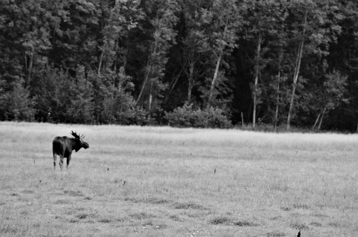 BonkersBlake's tweet photo. When you write a #book about #animals, which ones do you cut? 

This is George, a moose we met in Canada 🇨🇦. He lived with a herd of domestic cattle, walking among them like some kind of lonely alien.

He doesn’t get a mention in #AnimalCompass but maybe he should? 

#amwriting https://t.co/LIPPCMMsDC