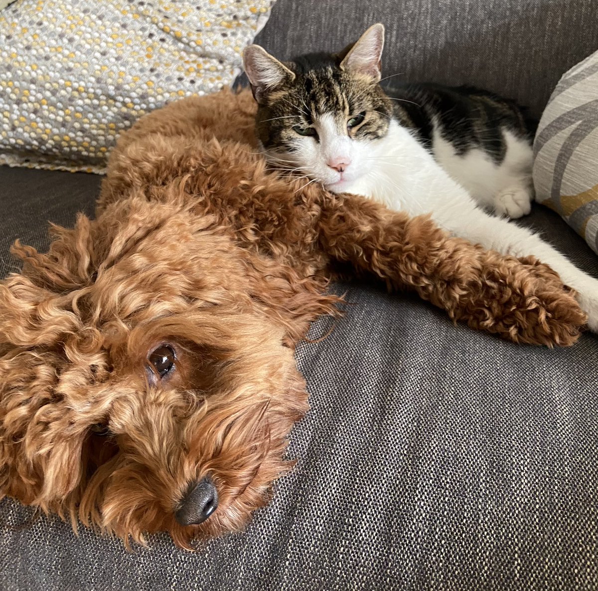 Lexiedog3's tweet image. Loving lazy Sunday morning snuggles with my fur bro Grigio 🐶🐱