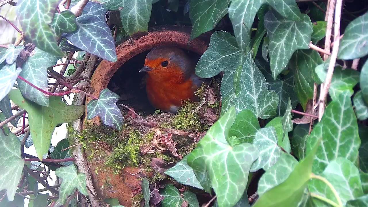 European Robin nest