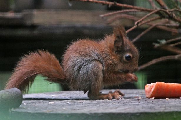 From #wildgardening to #greeningcities and the creation of new #sustainablewoodland, the UK is embracing #rewilding.
#redsrule #redsquirrelsrule #redsquirrelsouthwest #redsquirrel #redsquirrels
nationalgeographic.co.uk/travel/2021/02…