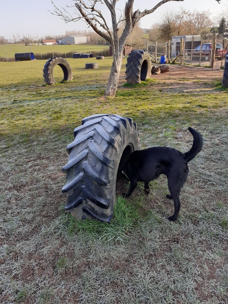 FurbabyPrince's tweet photo. Chilly but been out #k9Rec to day doing #zoomies and ball chasing, #freedom #dogsafe all have a good weekend pals๐โ๏ธ https://t.co/AXJMi4jSTJ