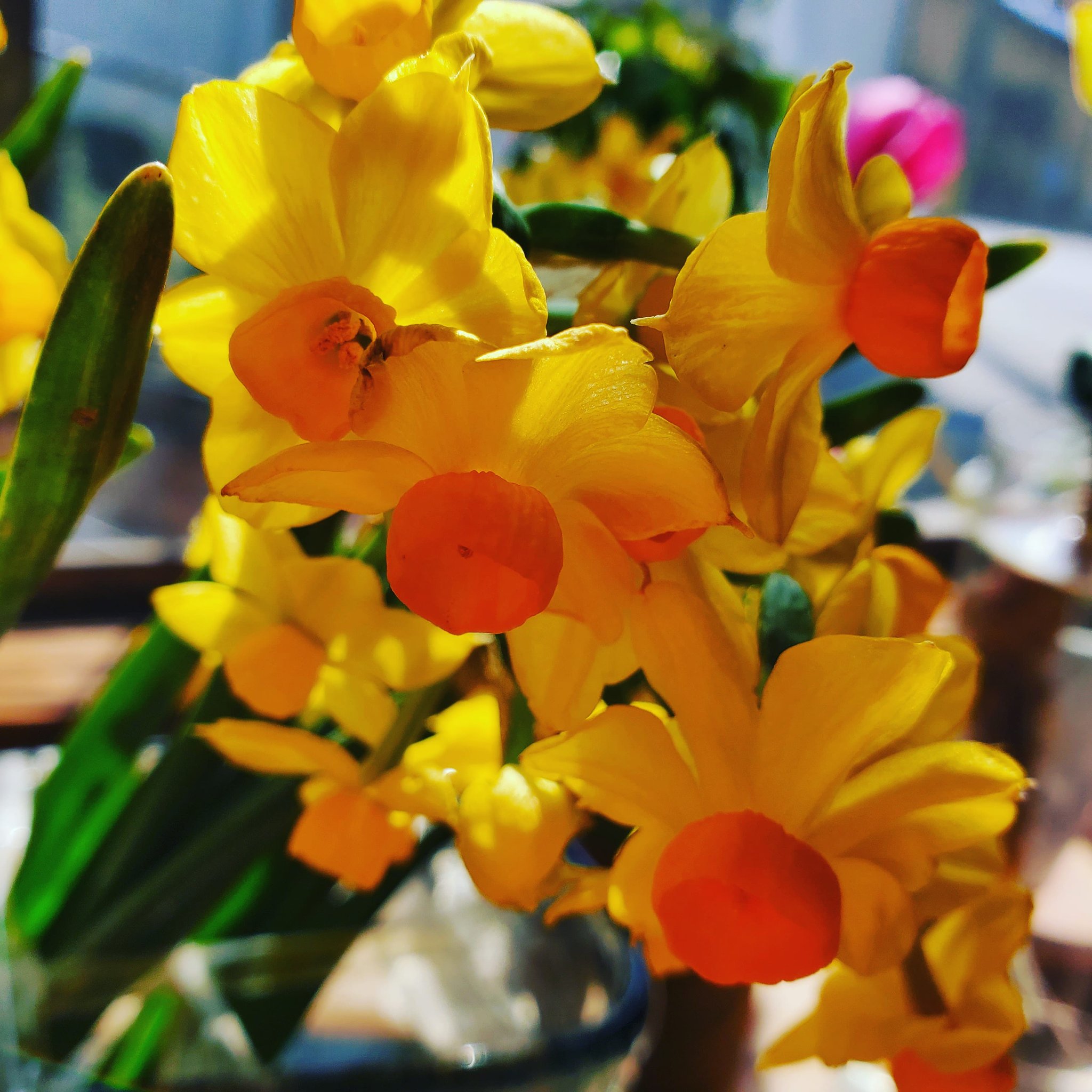 ａｒｏｍａｌｉｆｅｃｏｃｏｒｏ 水仙の精油 ナルシス 学名はnarcissus Poeticus ナルシスト の語源となっているナルシス その昔 泉で水を飲もうとした美少年ナルシスが水面に映る自分の姿に恋をしてしまい その場から離れられず死んでしまった そんな