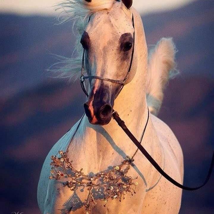 #صورة_ملف_شخصي_جديدة