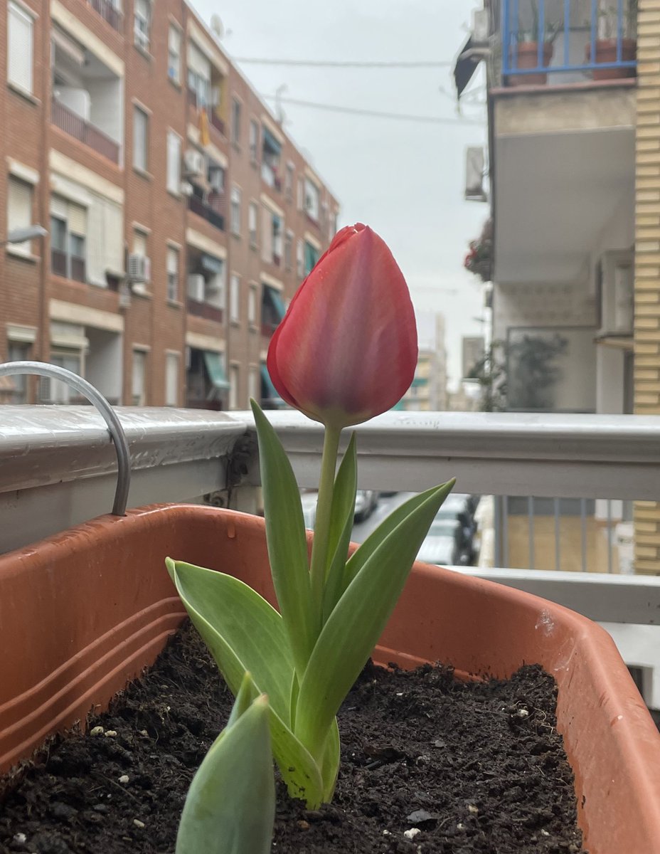 Eva Bielsa de Lis tweet media