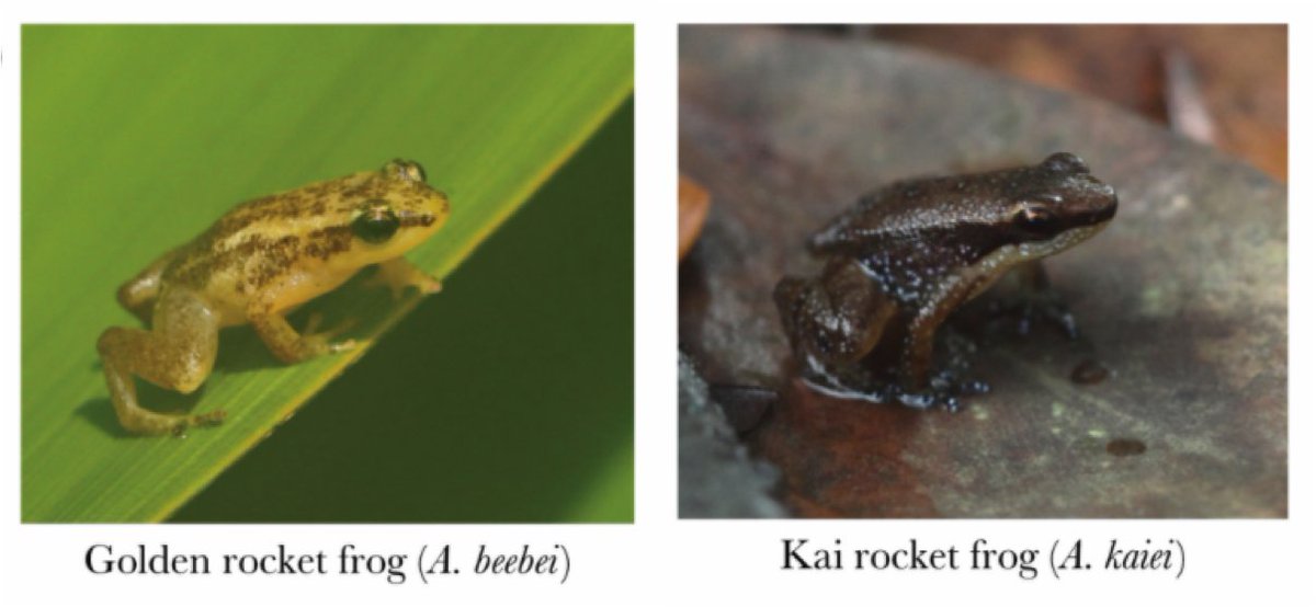 BehavEcol's tweet photo. Ecological and social drivers of neighbor recognition and the dear enemy effect in a poison frog 🐸 #BehavEcol #Animal Sociality #Herpetology 

https://t.co/4k5y0ST2xA https://t.co/SAQJ9wEqgC