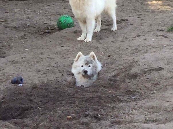 อินจุน พี่โน่สำนึกผิดแล้ว เอาพี่โน่ขึ้นไปเถอะนะ