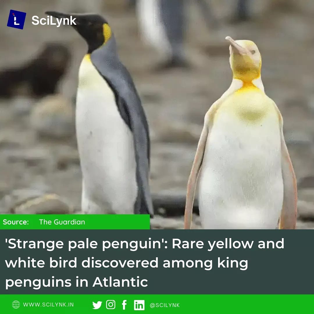 SciLynk's tweet image. Belgian photographer Yves Adams was on a two-month expedition to the Antarctic peninsula when he captured the unusually-coloured penguin.

#SciLynk 
#curiously_exploring_science 
#science_for_all
#science #sciencenews #news #newsupdate #update #wildlife #bird @guardiannews