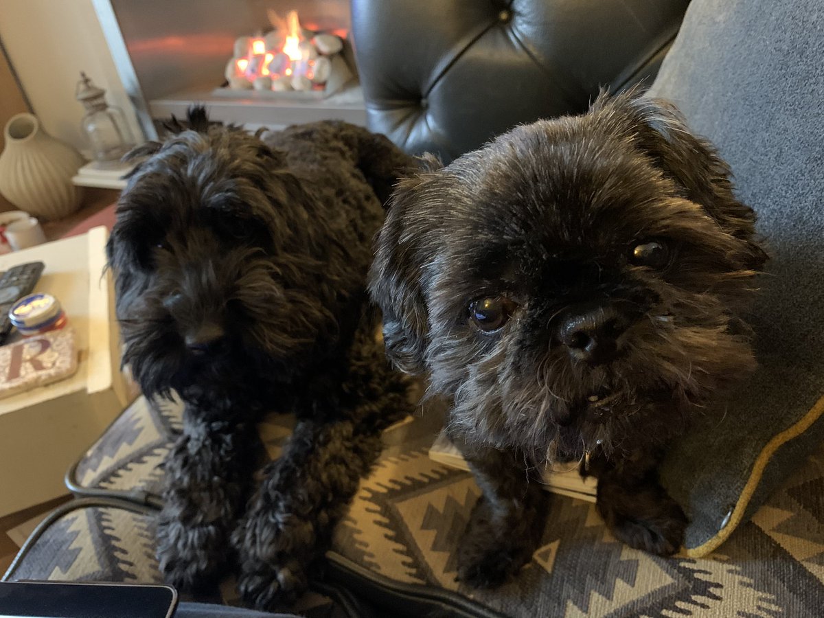 RiallyGoodGrub's tweet image. Apparently just because its Sunday, doesn't mean you can just sit on the sofa all day! 🤣 

#Walk me nowwwwww PLEASE!!!