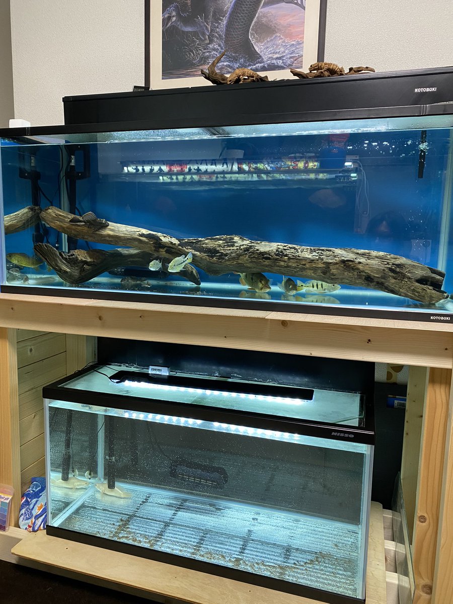 120水槽 早いもの勝ち。