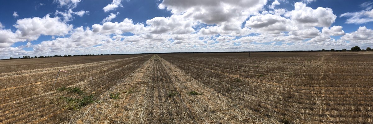 Rex has started his PhD in <a href="/AHRI_Team/">AHRI</a> working with me, Danica and Hugh on ARG resistance. He is very knowledgeable in broadacre crop protection RDE (not just weeds). An highly anticipated win-win....
We spent whole morning looking at summer weeds. Fun! 😃 #wikirex