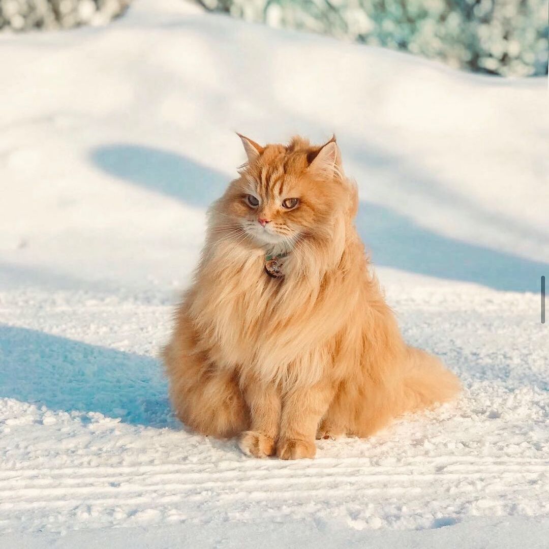 Сибирская кошка рыжая