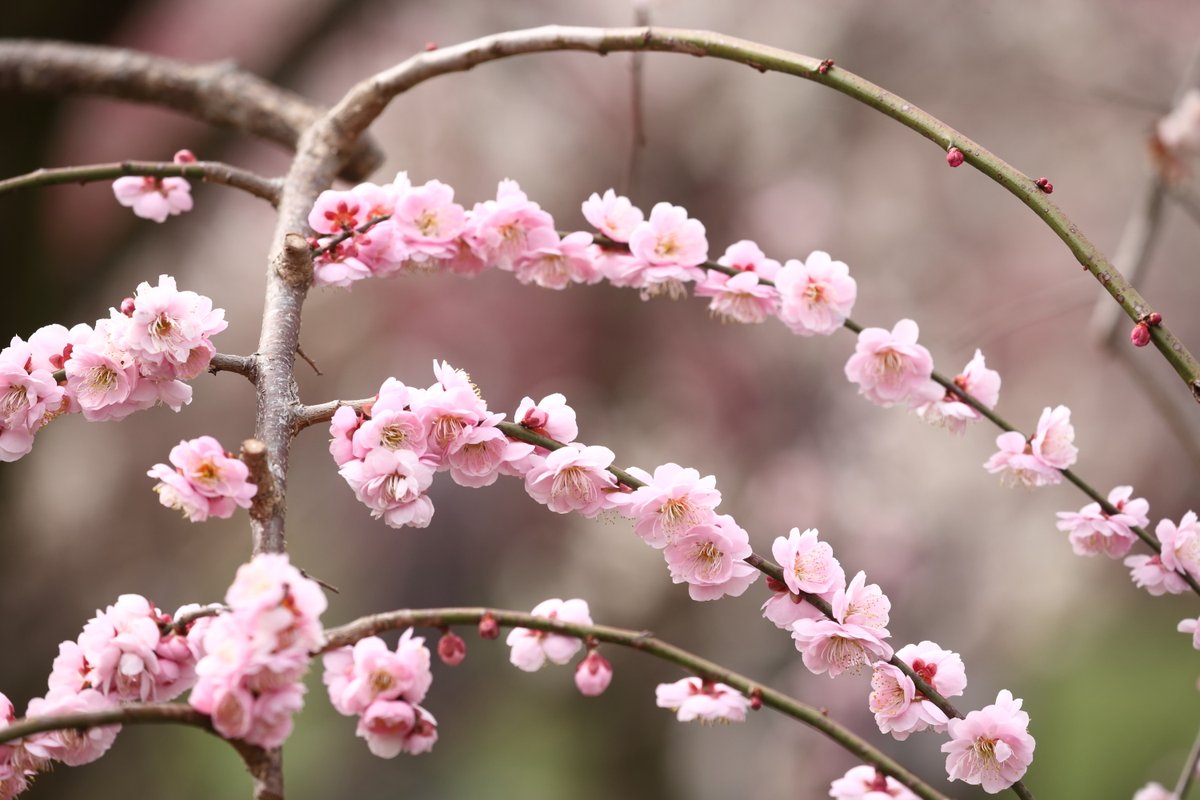 梅21 Twitter Search