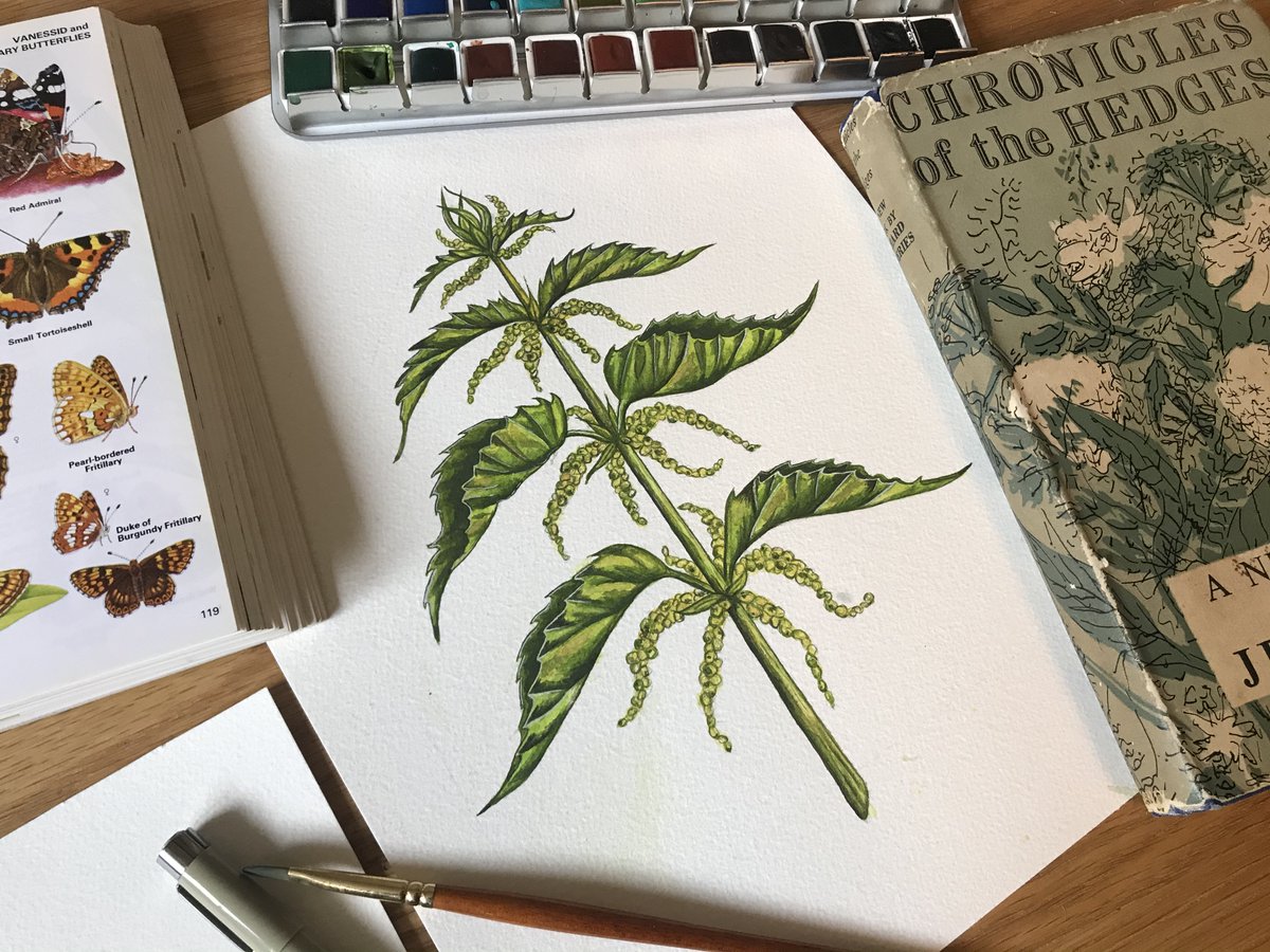 Apithanny's tweet photo. Daydreaming of nettle patches filled with juicy caterpillars 🐛 #sundaysketch #watercolour https://t.co/dY0zJgUXC8