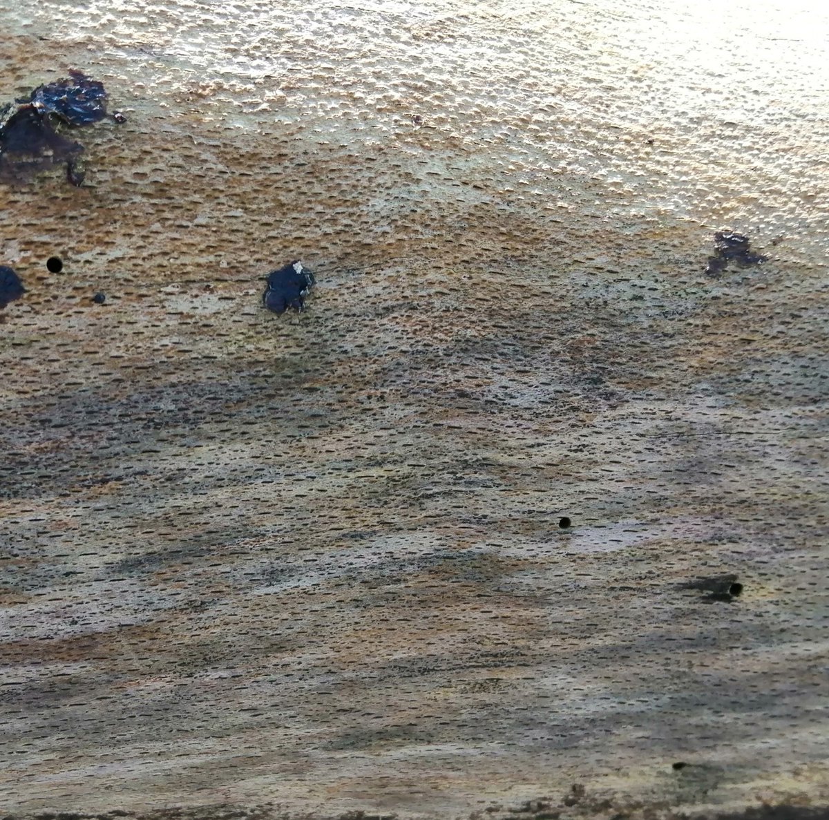 nadineannetteUK's tweet photo. Collecting wonderful textures from this beautiful old beech tree. #texturehunter #texture #beech @LizAtkin https://t.co/pdzawRn7P2