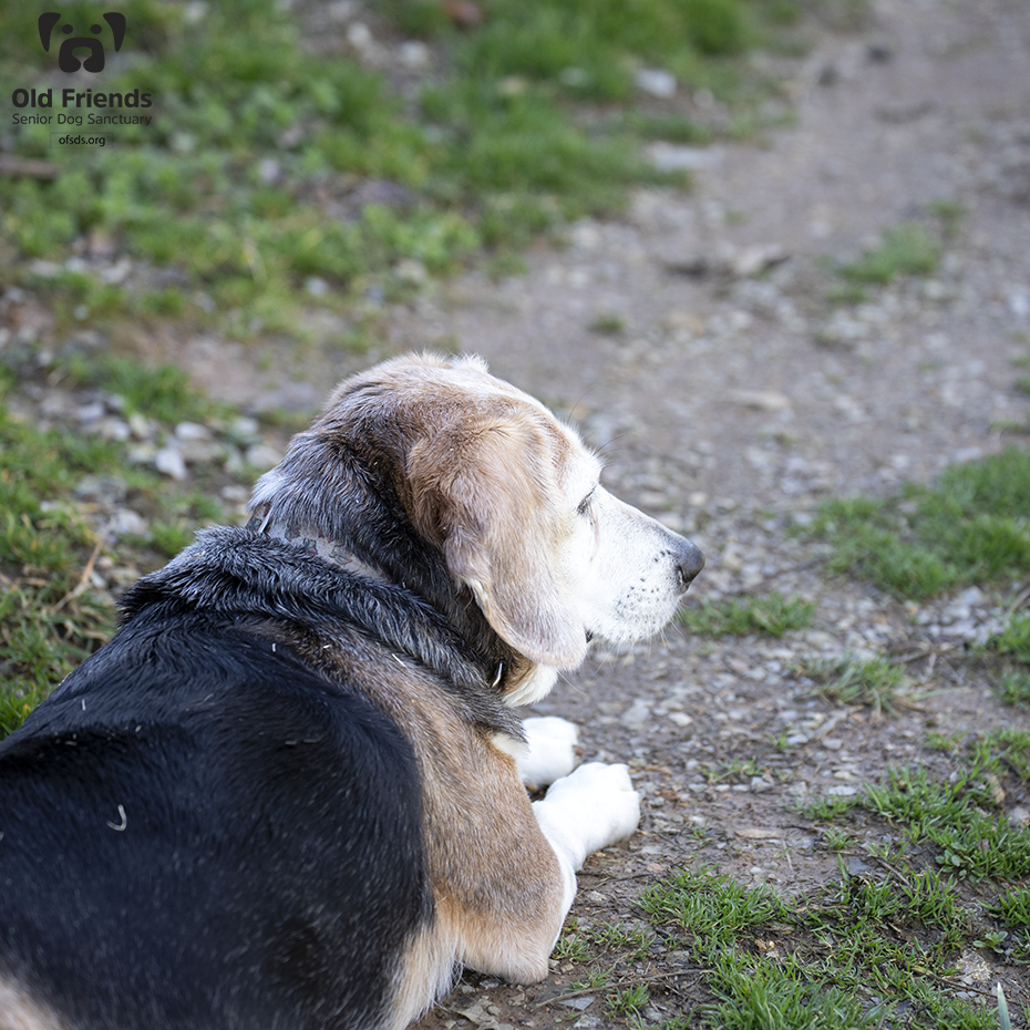 oldfriendssds's tweet photo. "This really is the best place to watch the sunrise!"- Lumpy
#ofsds #ofsdslumpy #seniordogs #ofsdsgoodmorning https://t.co/GC76LC4ZOu
