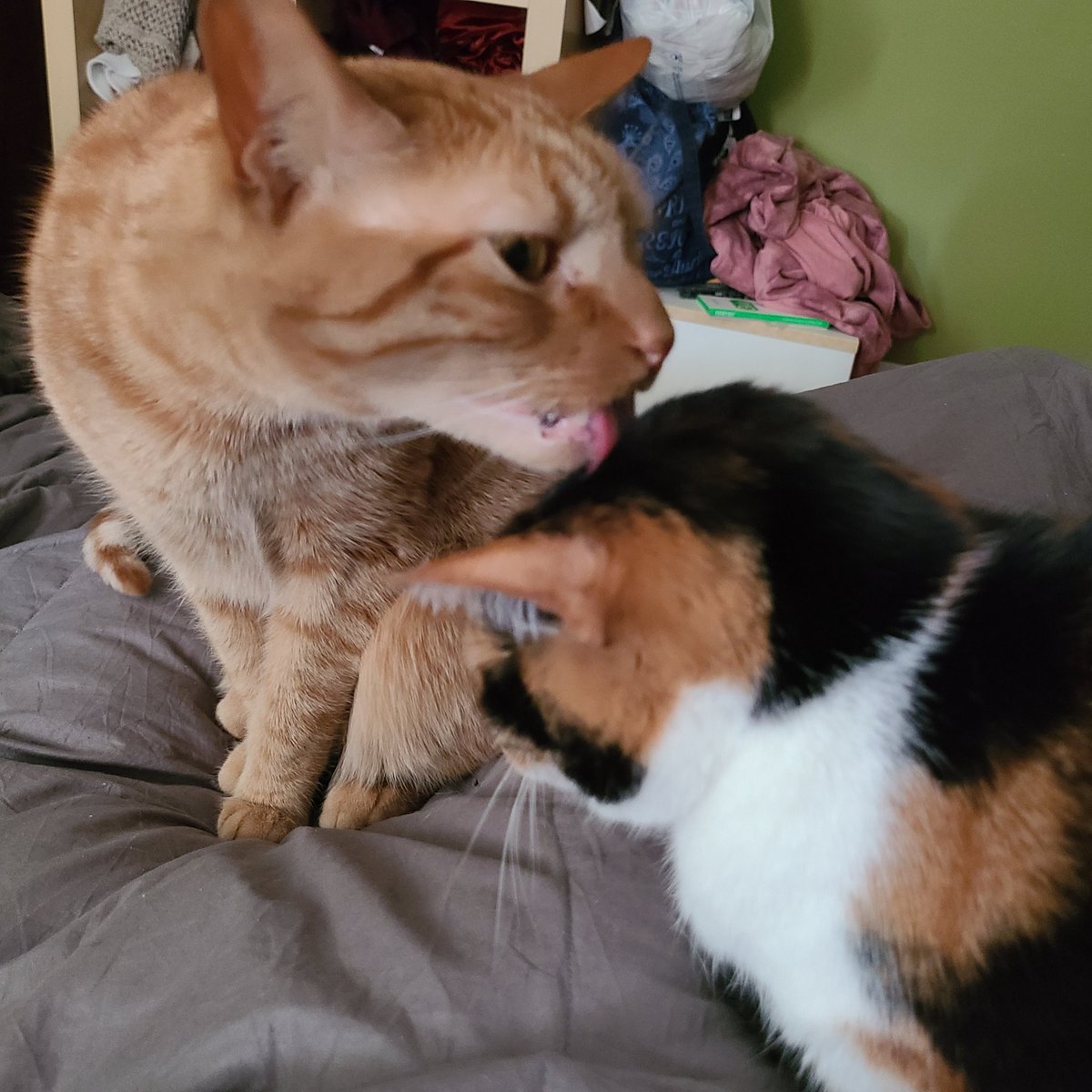 Kate - Ignorance Was Bliss tweet media