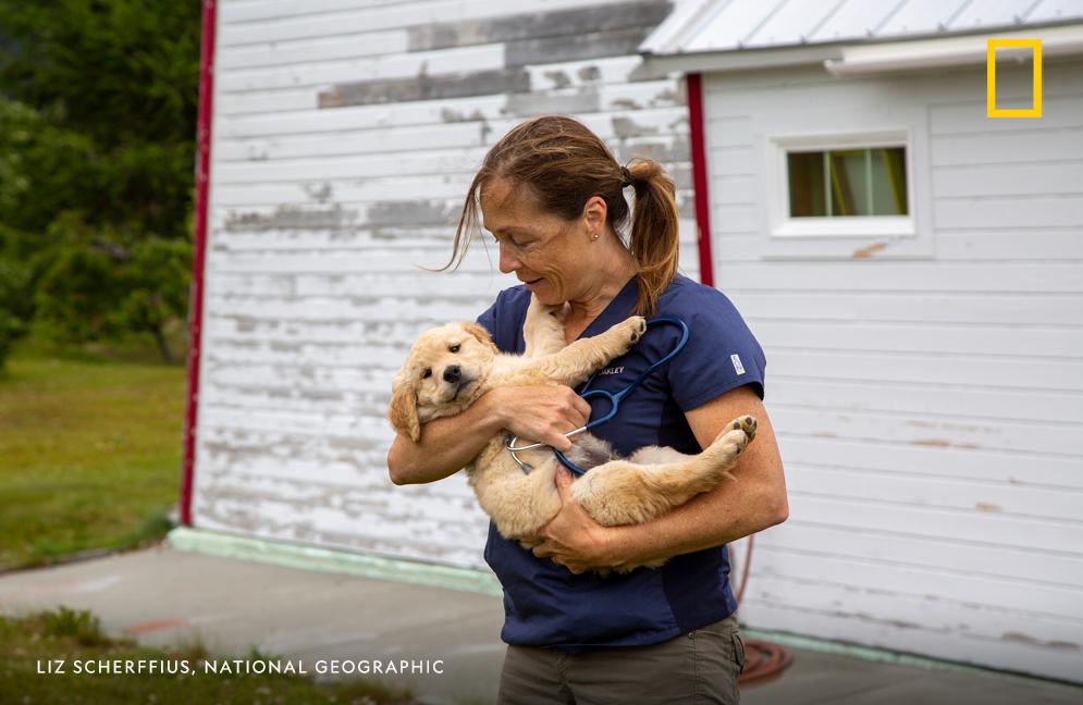 Dr. Michelle Oakley holds a golden retriever puppy. DR. OAKLEY YUKON VET follows Dr. Michelle Oakley as she makes house calls across thousands of square miles in the Yukon in northern Canada and Alaska https://t.co/IPWBv6nYlK