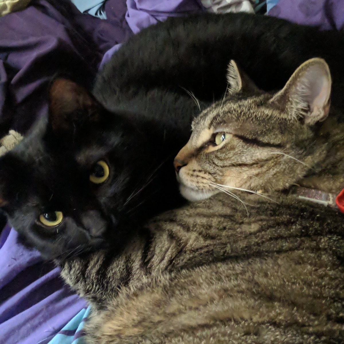 MJ Bailey tweet media