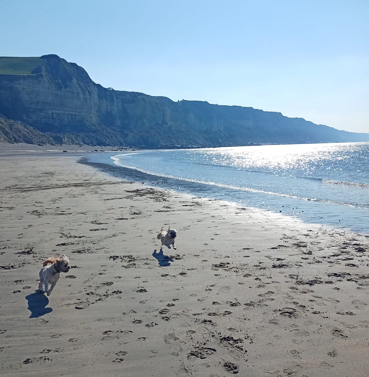 Claret_Terry's tweet photo. Walk on the beach with these three this afternoon. Better days are coming! Bientôt l’été et avec un peu de chance la fin des restrictions 🤞🤞#bruneval #lh https://t.co/rahZhmkZFy