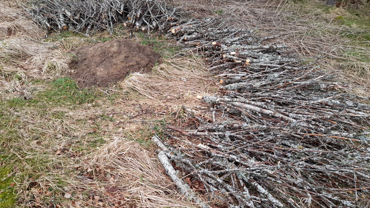 john_gkeeping's tweet photo. Previously grass cuttings had been scattered everywhere in the roughs. Grass bays have been put together using woodland management offcuts, inspired by a golden eagle eerie. Containment of clippings, habitat creation, minimum waste #sustainablegolf #minimumwaste #habitatcreation https://t.co/Y8BOZ5BljK