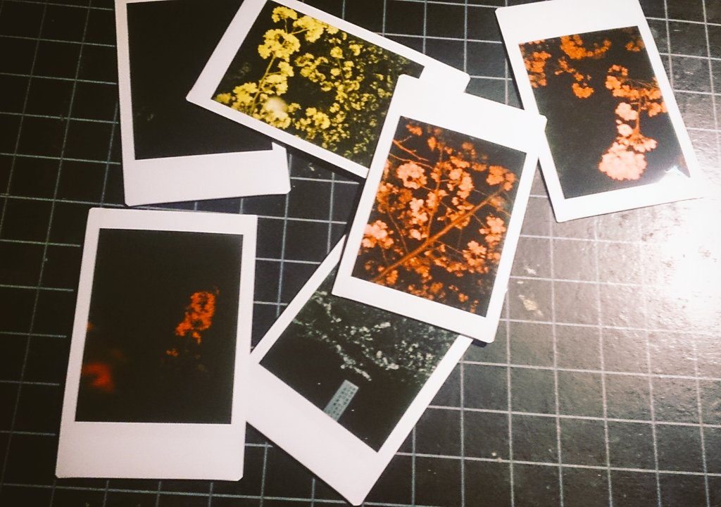 novustojkovic's tweet photo. 「flowers」
記憶の中の花達。
memory of flowers
instax mini
versionTwitter
#花 #flower #Фото #東京
#tokyo #Квітка #写真
#photo #memory #flowers #art #zeiss #sony #colorful
#instax #checki #チェキ https://t.co/0hNAKbr7nY