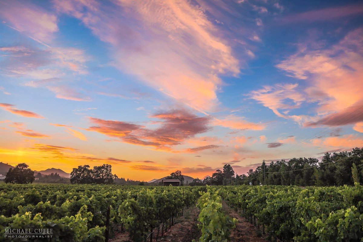MikeCuffe's tweet photo. "Painted Sky Sunset" photographed by myself in California's Napa Valley.

#napavalley #napavalleywine #napacounty #sunsetcolors #michaelcuffe #vineyard #winery #wine #colorfulsky #cottoncandysky https://t.co/uA6njJNWKQ