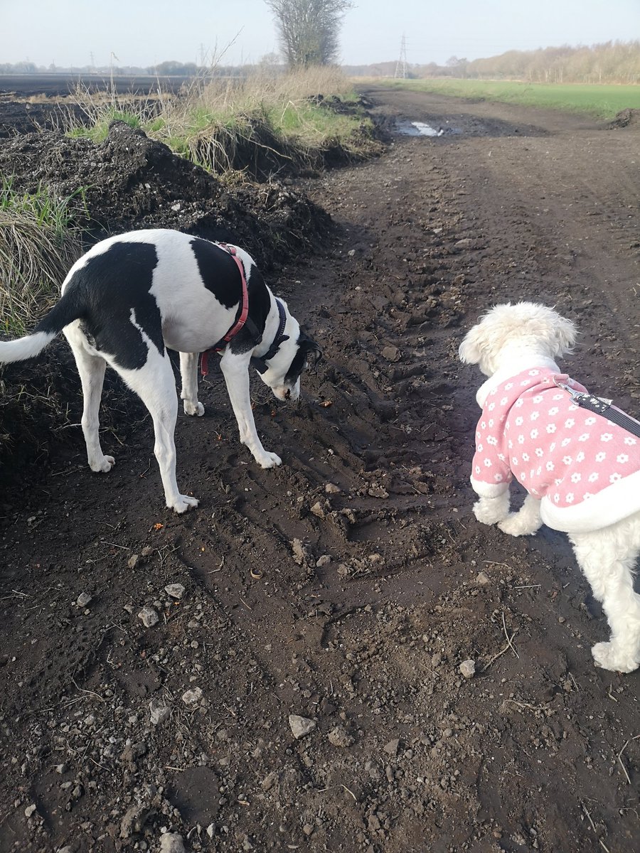 AdeleNew4's tweet photo. Dave finally made his feelings clear to Dobby this morning and let her kiss his nose 😅
He then taught her how to steal and eat carrots from a farmers field on The Moss...He managed to snaffle 3 before we got him back on his lead. @JayneDillon1 https://t.co/3H2aoyFHA5