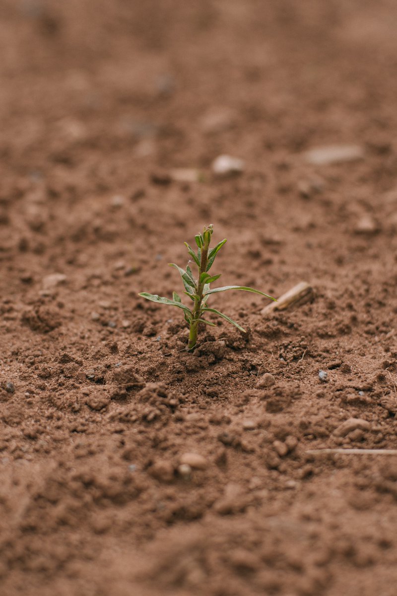 EnergyCropsUK's tweet photo. ECC will be busy planting over 3 MILLION trees ready for spring - and that’s just willow crops alone! 🌱

#EnergyCrops #SRCwillow #CropPlanting #TreePlanting #UKfarming #AgricultureAndFarming #UKagriculture https://t.co/w4VfV1TEGn