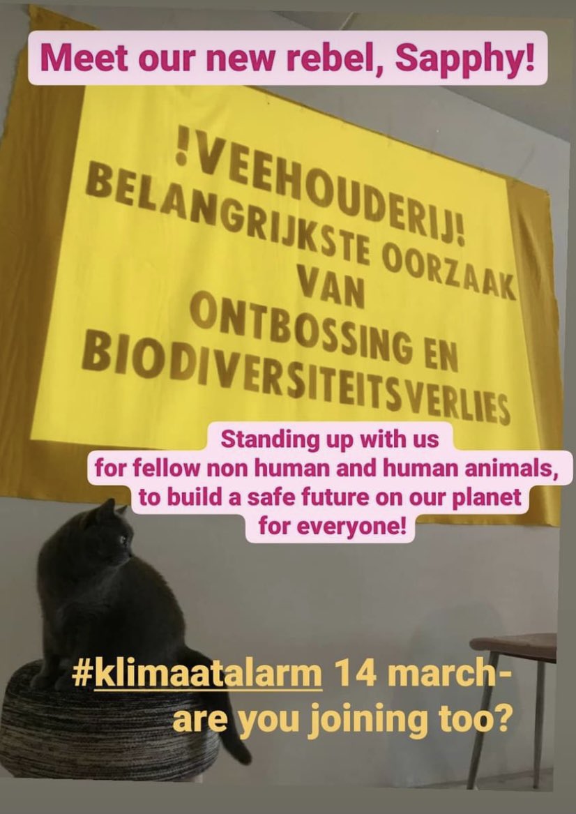 Meet our new rebel Sapphy, getting ready with us for the #klimaatalarm on14 march- are you joining too? 
(see link in bio)

 #klimaatcrisis #ecocide #animalemergency #climateemergency #animaljustice = #climatejustice
#plantbasedfoodsystem #plantaardigvoedselsysteem