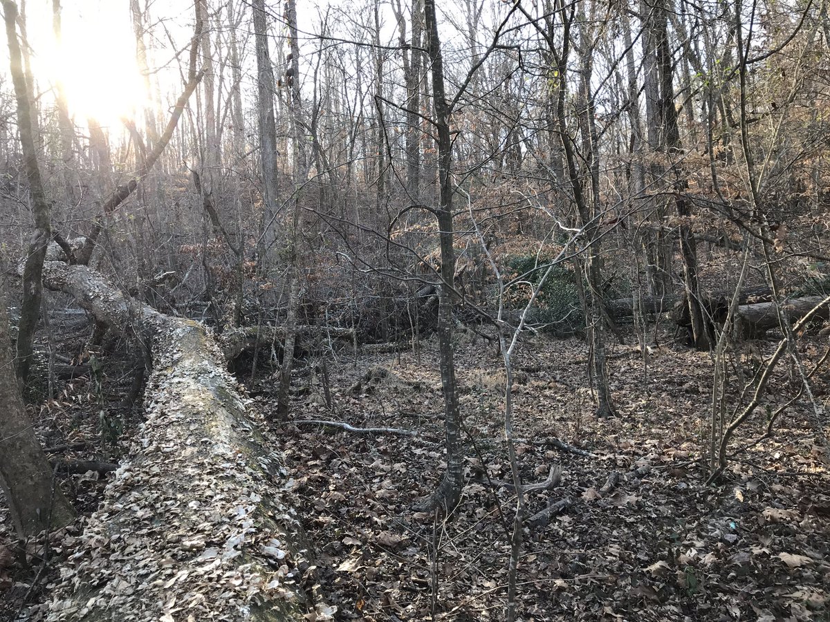 coleenlou1's tweet image. Sometimes the fallen #tree leads the way to the #light. May light, love, gratitude, and kindness lead the way to a great week ahead!#LessonsFromNature #NatureIsBeautiful #ThePhotoHour #StormHour