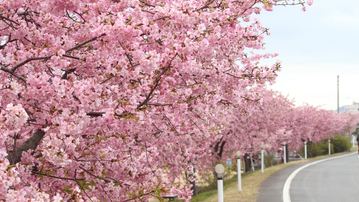 桜 ロード 河津 湊川 【白鳥の観光名所！香川県東かがわ市の河津桜が見頃】湊川沿いに咲く綺麗な桜に車を停めて見入るドライバーも！