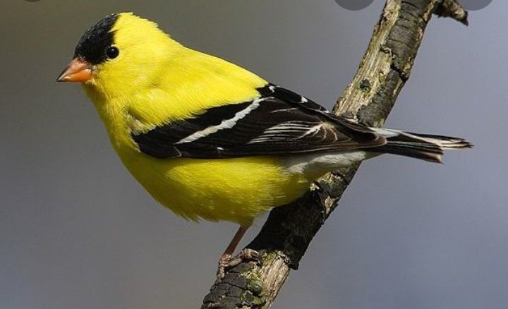 1940sweddingdre's tweet photo. Cut up my plastic holder for the birds! I want it to be a beautiful day for the birds too! #TheBirds #Cutplastic #purplefinch #thrush https://t.co/svSMpL6IFZ