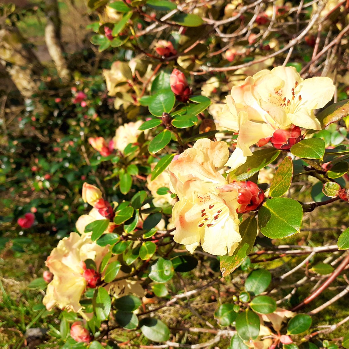Castlehilldevon's tweet image. The collection of Rhododendrons in the Woodland Garden are bursting into bud, and this charming specimen, Rhododendron 'Golden Oriel' var. It has to be seen to appreciate it's rich golden blooms.

#rhododendrons #woodlandflowers #castlehillgardens #springblooms