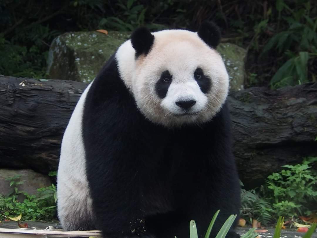 zai_panda's tweet photo. 20210307 Yuan Zai was enjoy eating Carrot and Bamboo Leaves. https://t.co/mF8ceSomAw