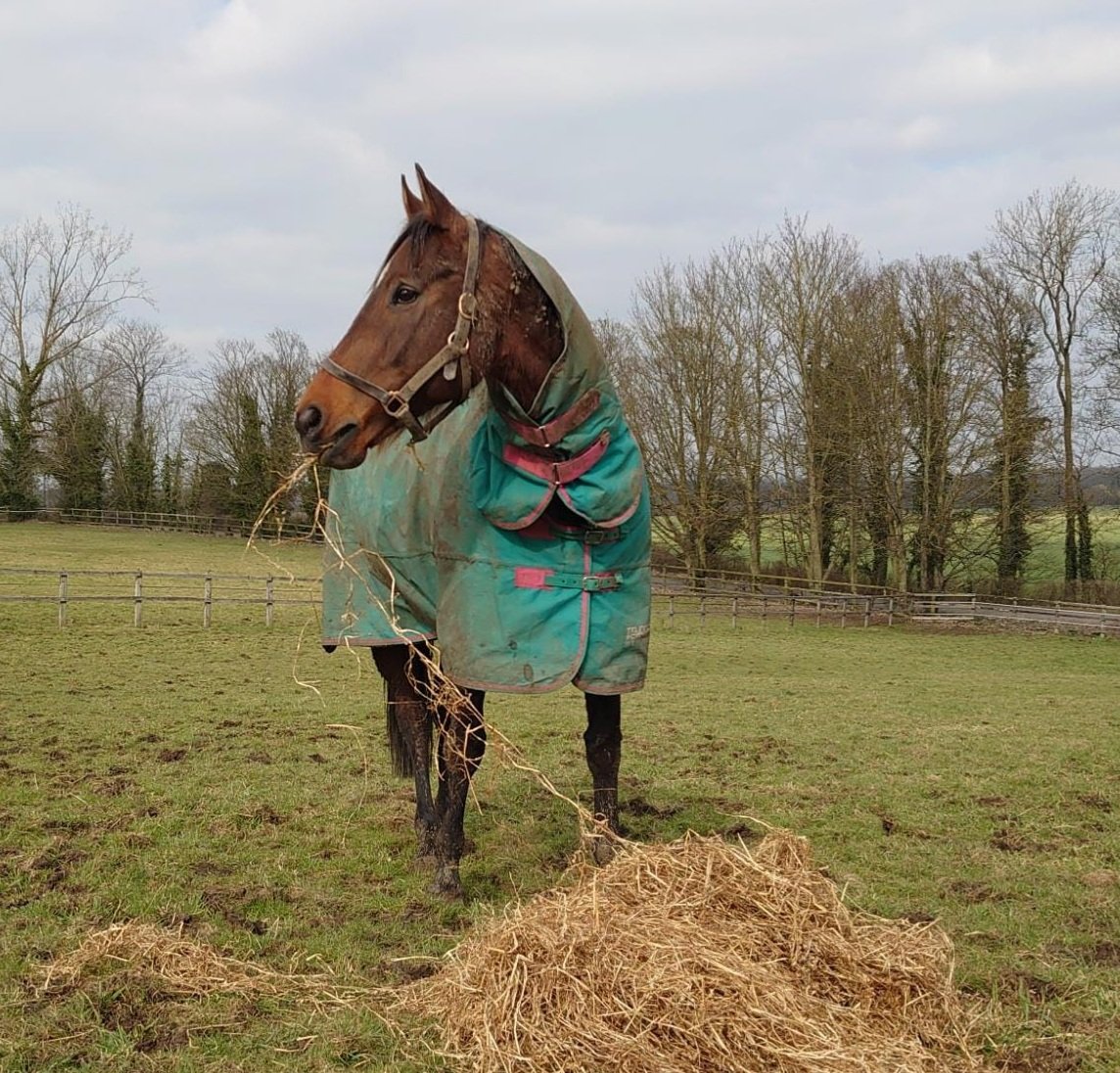 ClaireSayer7's tweet photo. #lovetheracehorse  Starlite Jewel enjoys her retirement.  Totally pampered! 😍 @Piermill https://t.co/RAMHGsmqLA