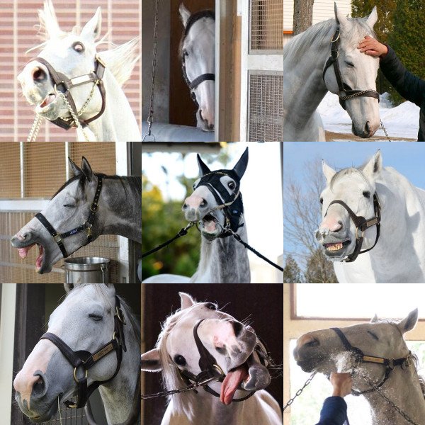 ゴールドシップは本当に表情豊かでかわいいんだよ だから俺はウマ娘