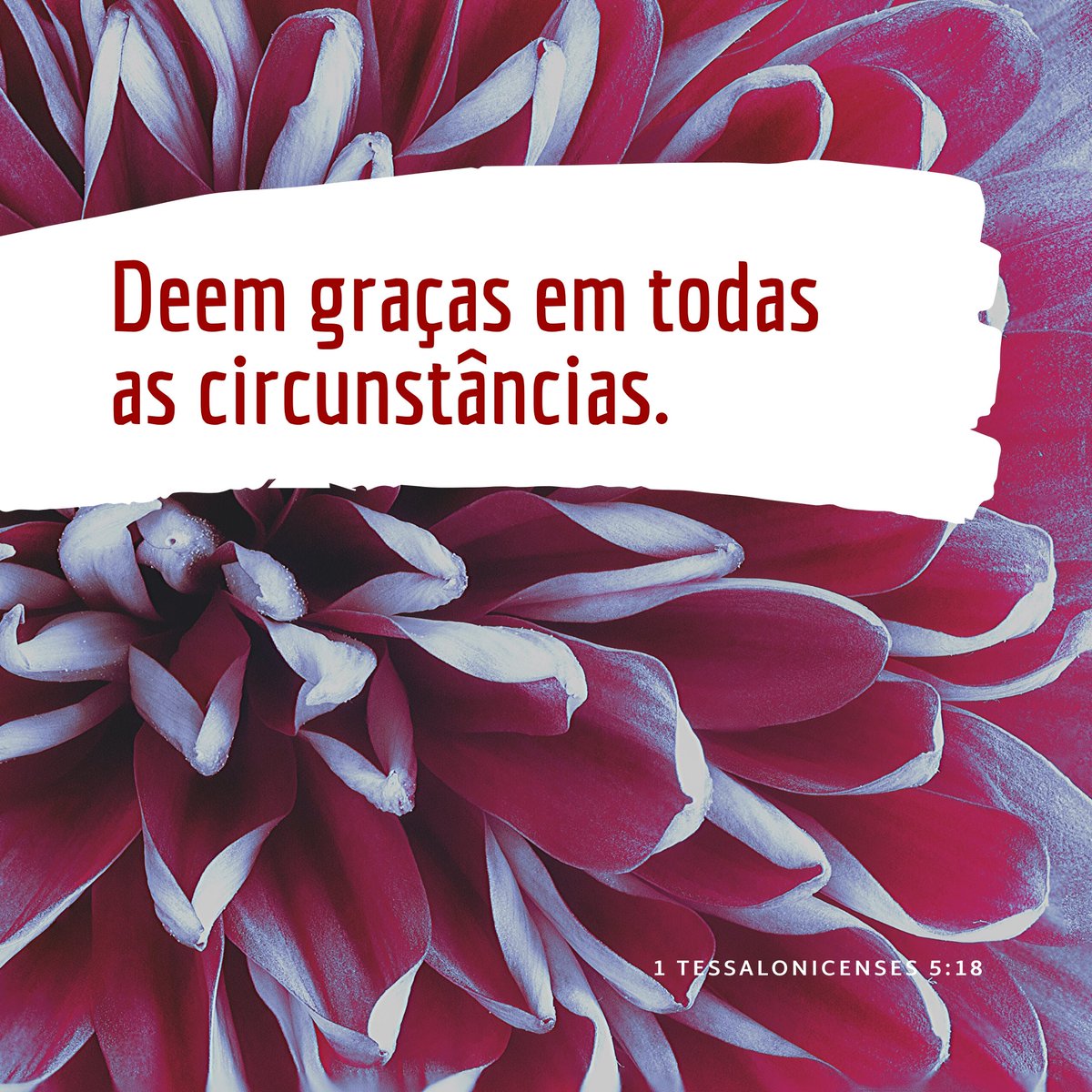 enteu's tweet image. Deem graças em todas as circunstâncias, pois esta é a vontade de Deus para vocês em Cristo Jesus.

1 Tessalonicenses 5:18