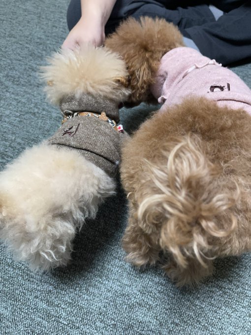 ちょこ しっぽ会 会犬no 9さん がハッシュタグ トイプードル をつけたツイート一覧 1 Whotwi グラフィカルtwitter分析 ちょこ しっぽ会 会犬no 9さん がハッシュタグ トイプードル をつけたツイート一覧 1 Whotwi グラフィカルtwitter分析